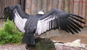 Krafttiere K - L: großer Andenkondor, Kondor