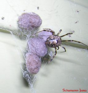 Krafttier Spinne (Webspinnen)